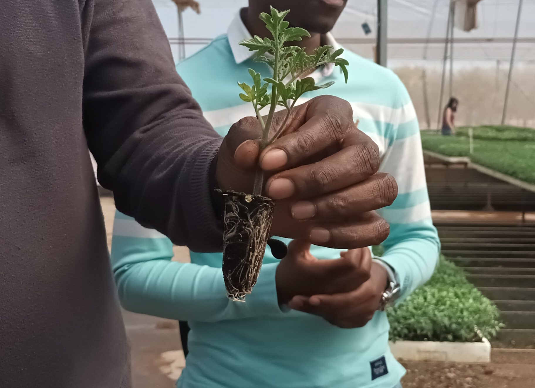 R100-million fund boosts Limpopo small-scale farmers - Food For Mzansi