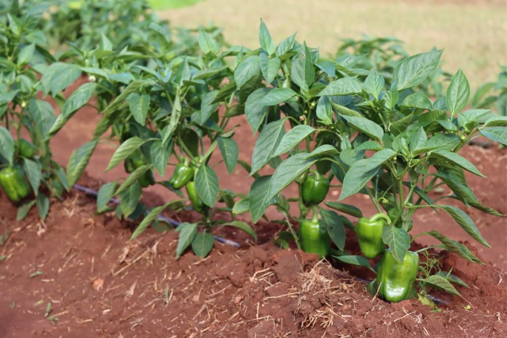 Drip irrigation: Shaking up small-scale farming by delivering precise water directly to the roots, enhancing productivity, and reducing labour. Photo: Supplied/Netafim