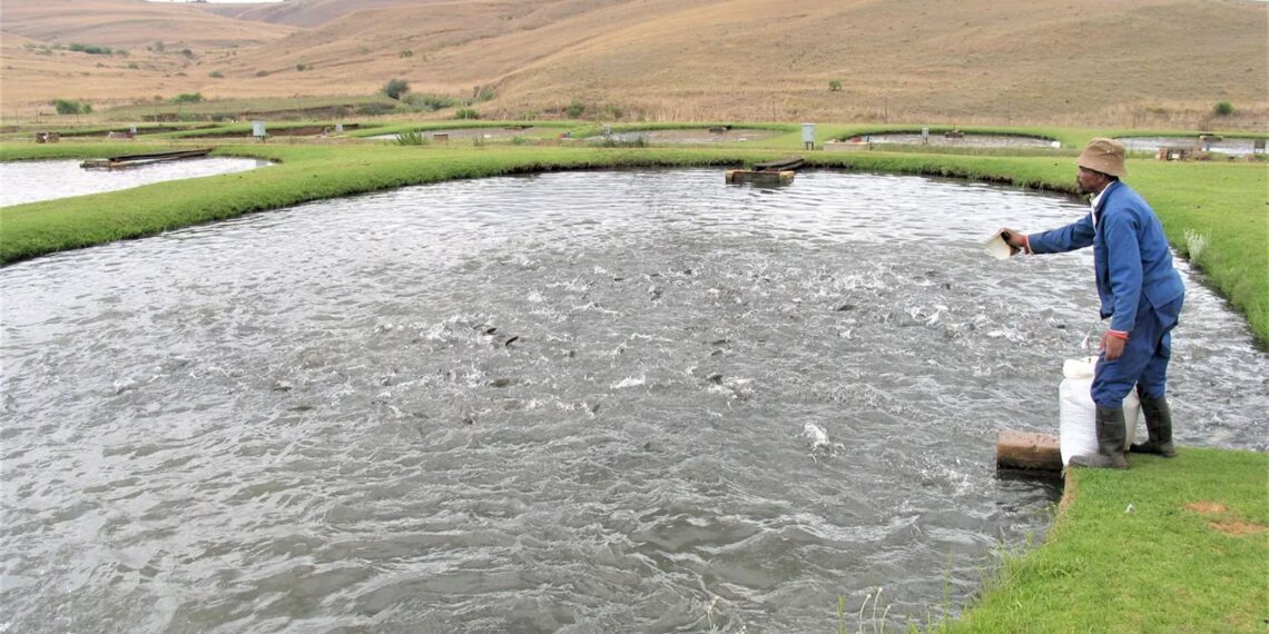 After years of waiting, the Aquaculture Development Bill has been submitted to parliament. Photo: Supplied/Darryl Jory