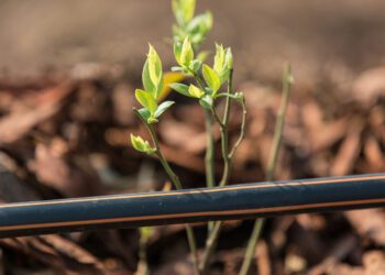 The ABCs of drip irrigation: Key features explained