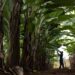 Du Roi Laboratory’s motherblock in Letsitele, South Africa, showcases the foundation of their premium, disease-free banana plants. This controlled environment ensures the highest quality and health of plants before they are distributed worldwide. Photo: Supplied/Food For Mzansi