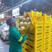 Fresh produce markets suffer under barriers to entry