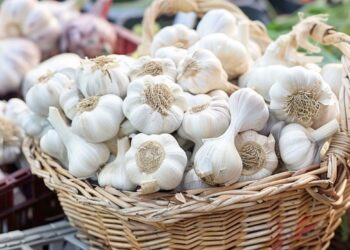 Boost your plate and palate with homegrown garlic