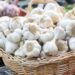 Boost your plate and palate with homegrown garlic