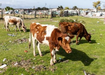 South Africa bleeds vets amid critical shortage