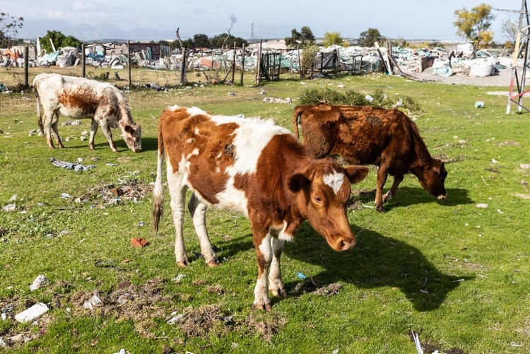 Cows graze on a township field in Cape Town. The shortage of vets is the worst in rural areas. Photo: Ashraf Hendricks/GroundUp