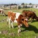 South Africa bleeds vets amid critical shortage