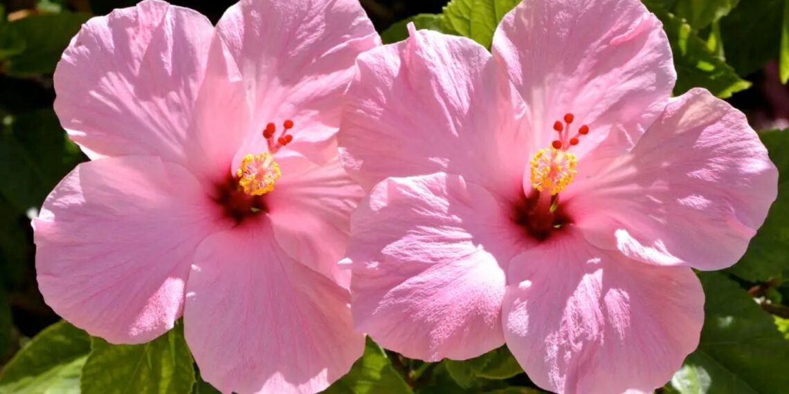 Hibiscus plants can attract pollinators like bees and butterflies, which are crucial for maintaining healthy ecosystems. Photo: Pexels