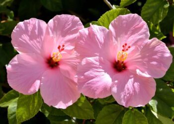 Grow hibiscus: Blooms of beauty and wellness in your garden