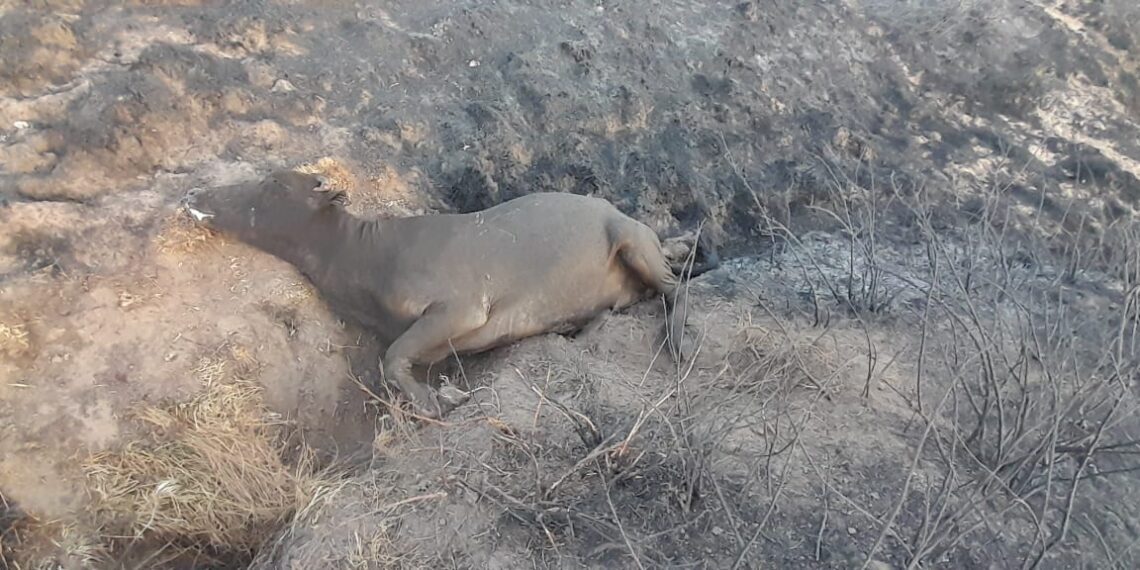 Eastern Cape farmer Mandilakhe Ndamase is facing staggering losses due to veld fires, with grazing land turned to ash and livestock lost. Photo: Supplied/Mandilakhe Ndamase