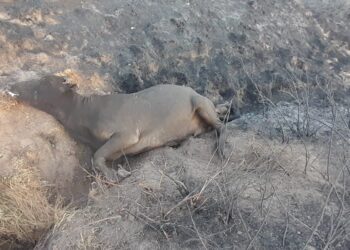EC farmers face ruin following devastating veld fires