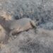EC farmers face ruin following devastating veld fires