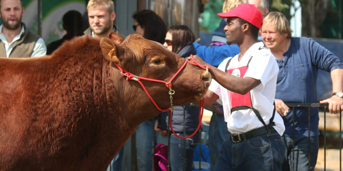 Celebrating 90 years of agricultural excellence, the Swartland Show showcases over 400 cattle and horses in its largest event yet, featuring the new Shearing Championships and a R320 million machinery exhibition. Photo: Supplied/Food For Mzansi