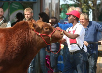 Celebrating 90 years of agricultural excellence, the Swartland Show showcases over 400 cattle and horses in its largest event yet, featuring the new Shearing Championships and a R320 million machinery exhibition. Photo: Supplied/Food For Mzansi