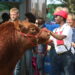 Celebrating 90 years of agricultural excellence, the Swartland Show showcases over 400 cattle and horses in its largest event yet, featuring the new Shearing Championships and a R320 million machinery exhibition. Photo: Supplied/Food For Mzansi