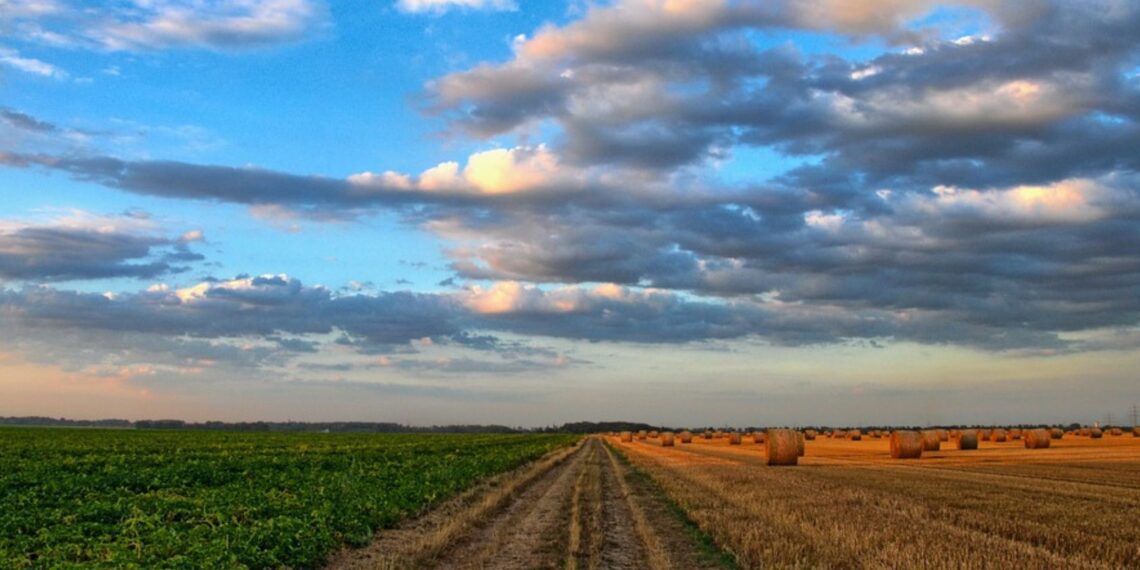 The El Niño Southern Oscillation (Enso) affects weather patterns and agricultural productivity in Southern Africa which brings unique challenges. Photo: Supplied/Food For Mzansi