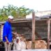 Biyela and buddies defy odds to build growing goat farm
