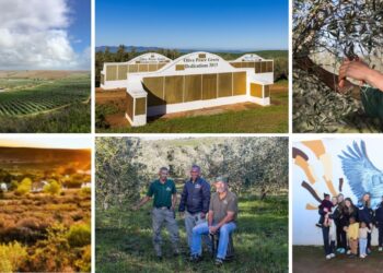 Goedgedacht Trust breaks olive harvest record