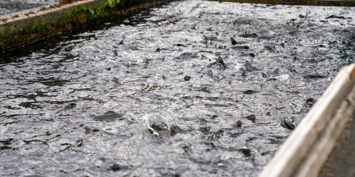 Tilapia farming is a fast-developing sector within South Africa suitable for various environments. 
Photo: Supplied/Food For Mzansi