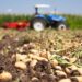 Potatoes SA assures consumers there is no need to panic over a potato shortage despite the frost that hit Limpopo. Photo: Supplied/Food For Mzansi