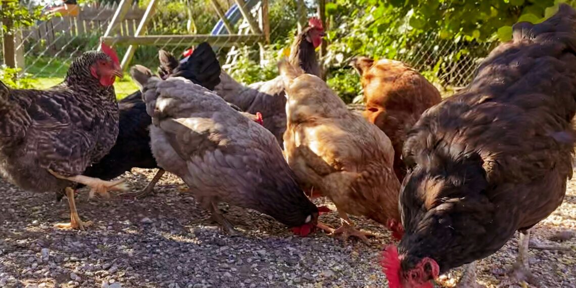 The World Poultry Foundation (WFP) rolls out free training material for poultry farmer's to improve chicken nutrition for optimal production.
Photo: Supplied/Food For Mzansi