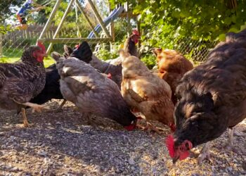 WPF releases free training to small-scale poultry farmers