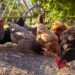 WPF releases free training to small-scale poultry farmers