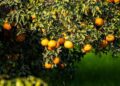 Revycare fungicide: BASF’s cutting-edge solution for citrus black spot, featuring the new Revysol ingredient for enhanced disease control and easier application. Photo: Supplied/Food For Mzansi