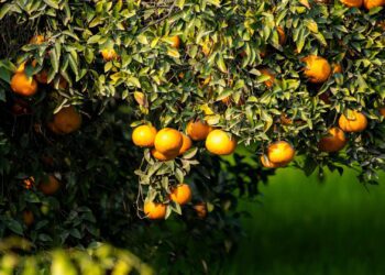 Revycare fungicide: BASF’s cutting-edge solution for citrus black spot, featuring the new Revysol ingredient for enhanced disease control and easier application. Photo: Supplied/Food For Mzansi