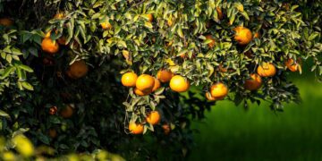 Revycare fungicide: BASF’s cutting-edge solution for citrus black spot, featuring the new Revysol ingredient for enhanced disease control and easier application. Photo: Supplied/Food For Mzansi