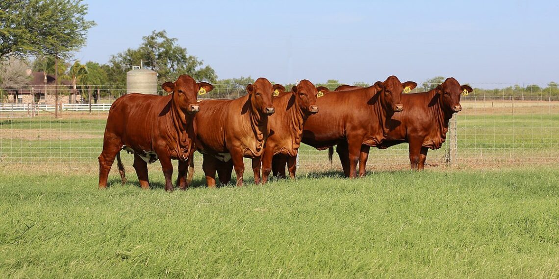 Livestock auctions can be a game-changer for new farmers. Learn from expert Ndumiso Gule on how to prepare legally and financially, and maintain animal health. Photo: Supplied/Food For Mzansi