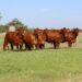 Prepare like a pro for livestock auctions and reap big rewards