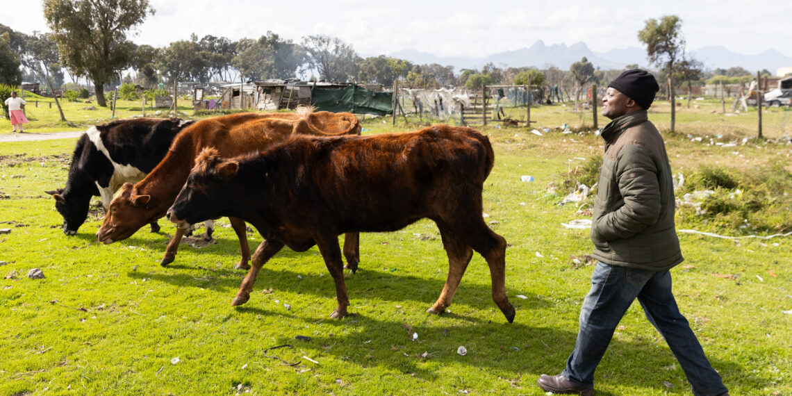 Farmer Hlati Magwentshu says it is unreasonable to expect most of the 80 farmers operating on the Ithemba Farms property in Eerste River to share space with residents on the smaller plot of land to the west. Photo: Ashraf Hendricks/GroundUp