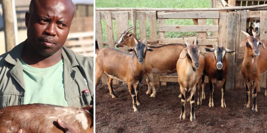 Emmanuel Mudau's goats thrive with weight gain and strong health that have increased his market success thanks to Voermol Feeds. Photo: Supplied/Food For Mzansi