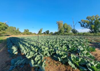 Solar support powers up FS small-scale farmers to success