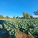 Solar support powers up FS small-scale farmers to success
