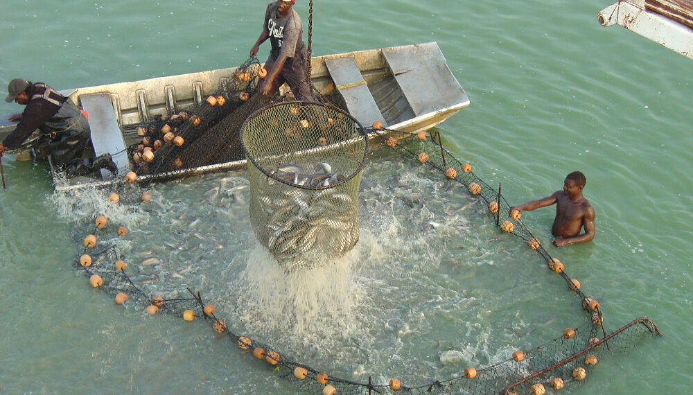 At a DFFE seminar, experts discussed South Africa’s booming aquaculture industry, which contributes greatly to the economy. Photo: Supplied/Food For Mzansi