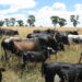 Mobile units to bring vital livestock services to small-scale farmers