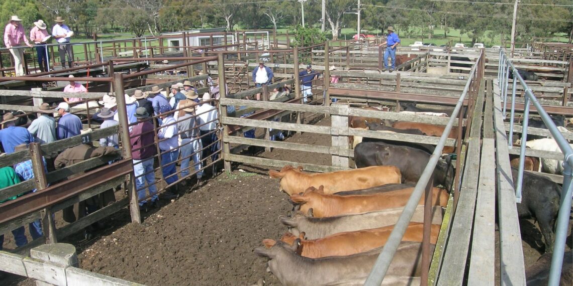 Livestock auctions are some of the events to look out for in the coming weeks. Photo: Supplied/Food For Mzansi