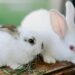 Take the leap and tap into rabbit farming
