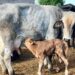 How to prevent common causes of cattle abortions