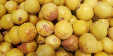 Marula Jam From fruit to root: Marula is Mzansi's nutritional treasure - Food For ...