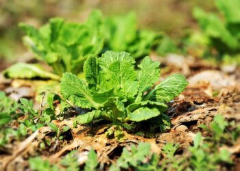 South Africa’s agricultural remedies phase-out explained