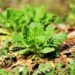 South Africa’s agricultural remedies phase-out explained