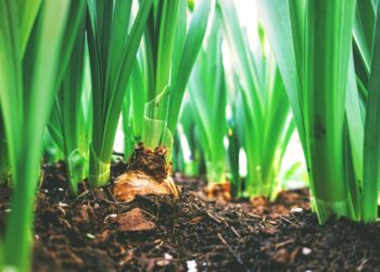 Worms at work: Vermicomposting a sustainable waste solution