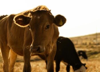 Tick resistance threatens livestock health
