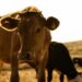 Tick resistance threatens livestock health