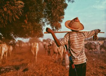 Serapelwane’s steps for success for upcoming cattle farmers