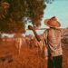 Serapelwane’s steps for success for upcoming cattle farmers