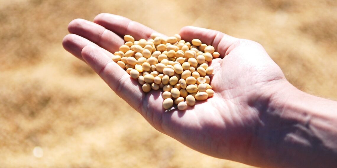 Before a seed reaches the farm, it undergoes trials, development, and careful treatment. Lukeshni Chetty, general manager at SANSOR, shares details about the intricate process that fuels global food security. Photo: Pixabay